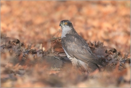 <p>JESTŘÁB LESNÍ (Accipiter gentilis) /Northern goshawk - Habicht/</p>